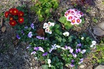 冬花壇を彩るプリムラジュリアンとビオラ