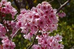 4月5日　淡路島公園　桜