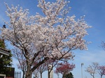 4月　淡路島公園　桜