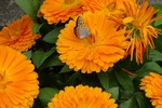 金盞花にとまる蝶